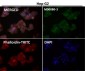 Anti-Caspase-9 CASP9 Rabbit Monoclonal Antibody